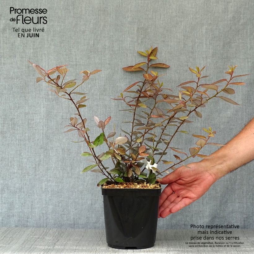 Exemplaar van Pseudowintera colorata - Douglasspar Pot van 2 l/3 l zoals geleverd in de zomer