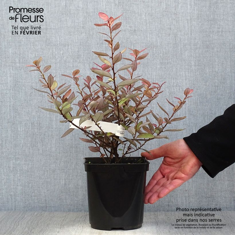 Example of Pseudowintera colorata -  Drimys colorata Pot van 2 l/3 l as you get in hiver