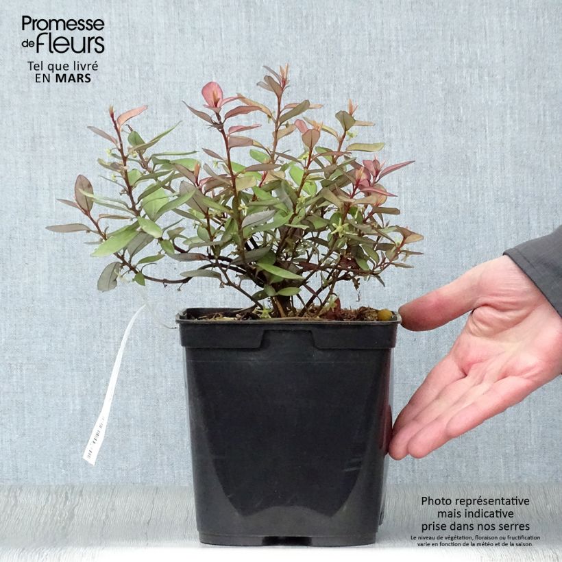 Exemplaar van Pseudowintera colorata - Douglasspar Pot van 2 l/3 l zoals geleverd in de lente