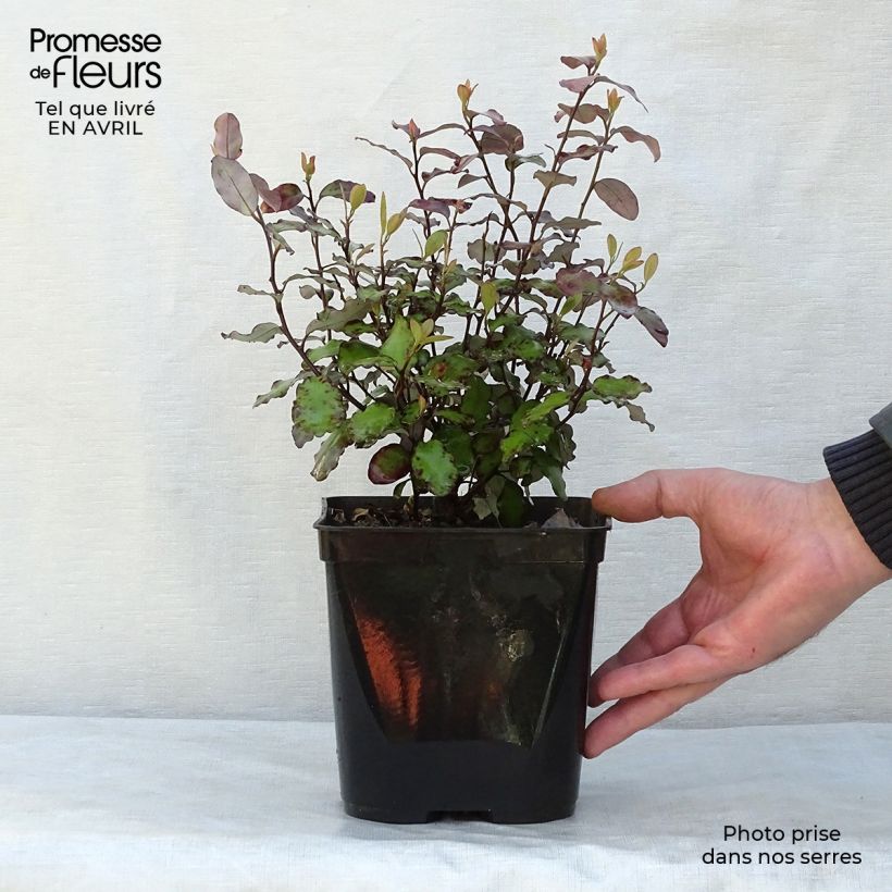 Exemplaar van Pseudowintera colorata Red Leopard - Horopito Pot van 2 l/3 l zoals geleverd in de lente