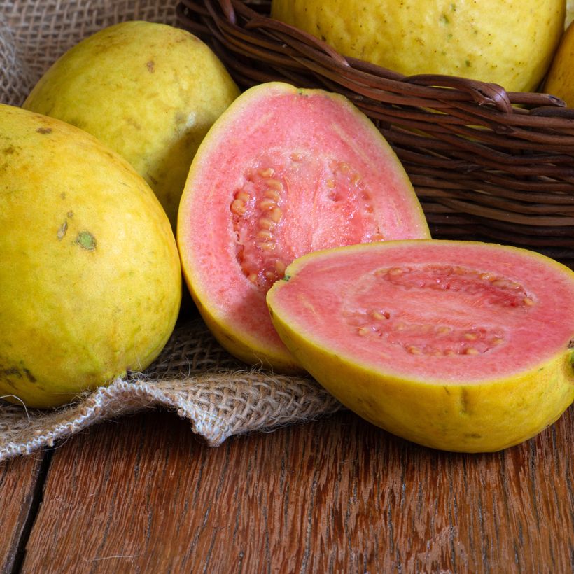 Guave Limon - Psidium guajava (Oogst)