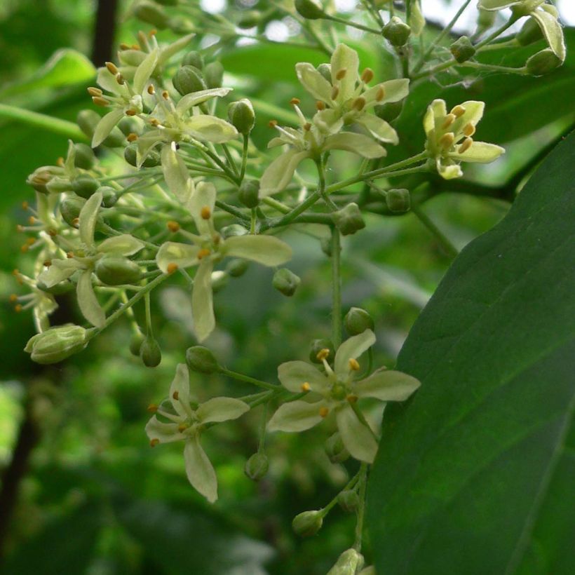 Ptelea trifoliata - Lederboom (Flowering)