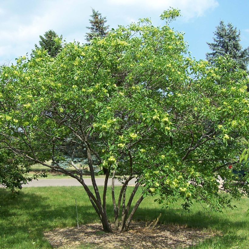 Ptelea trifoliata - Lederboom (Plant habit)