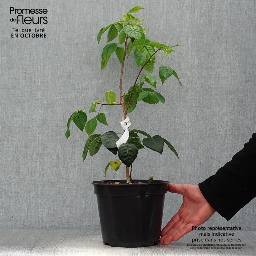 Exemplaar van Ptelea trifoliata Aurea - Lederboom Pot van 3 l/4 l zoals geleverd in de herfst