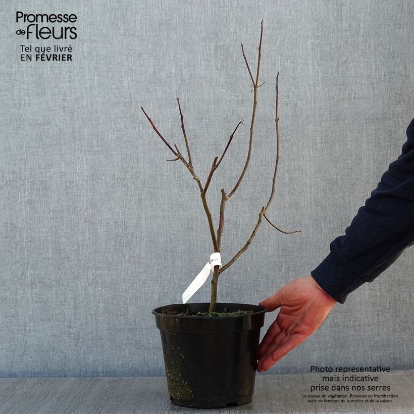 Example of Ptelea trifoliata Aurea - Orme de Samarie doré Pot van 3 l/4 l as you get in hiver