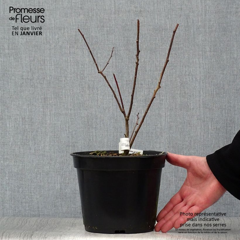 Example of Ptelea trifoliata - Orme de Samarie Pot van 3 l/4 l as you get in hiver