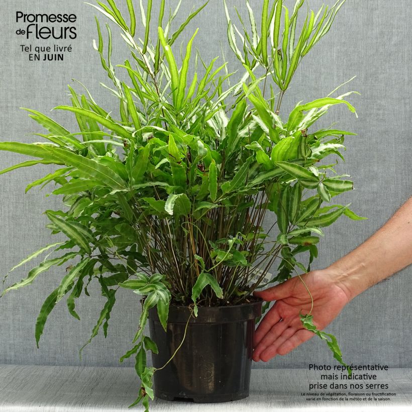 Exemplaar van Pteris nipponica - Lintvaren Pot van 3 l/4 l zoals geleverd in de zomer