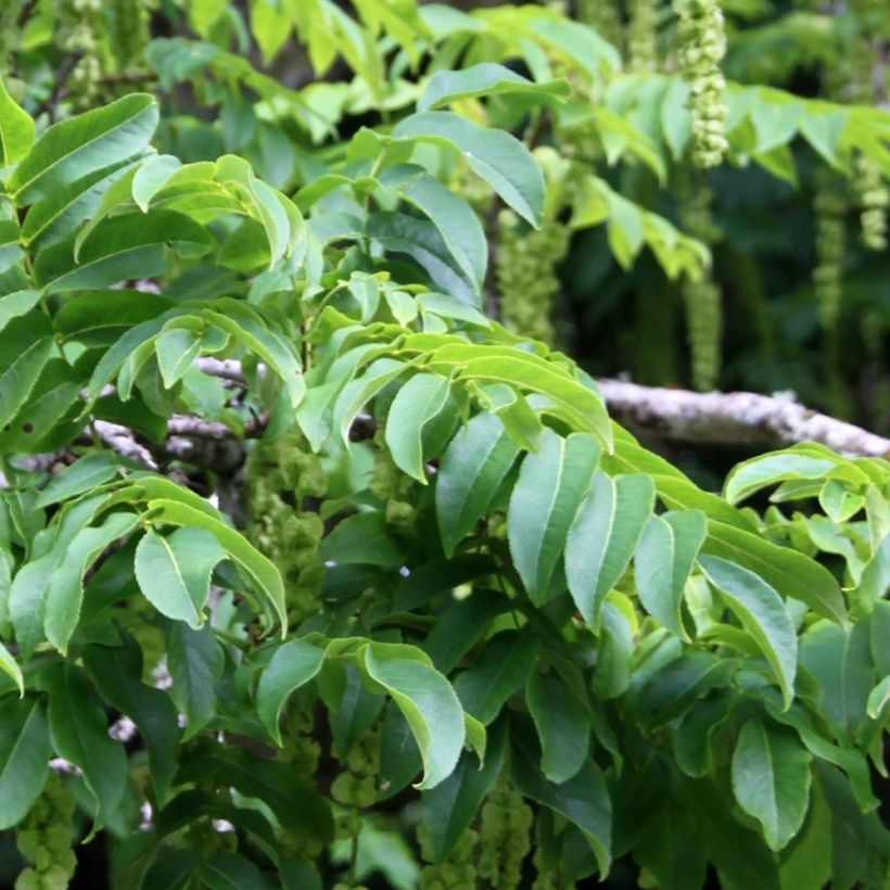 Pterocarya fraxinifolia - Kaukasische vleugelnoot (Foliage)