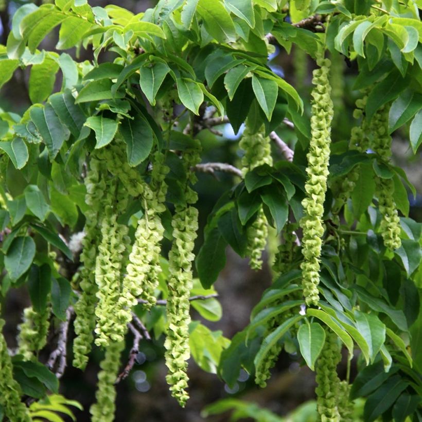 Pterocarya fraxinifolia - Kaukasische vleugelnoot (Harvest)