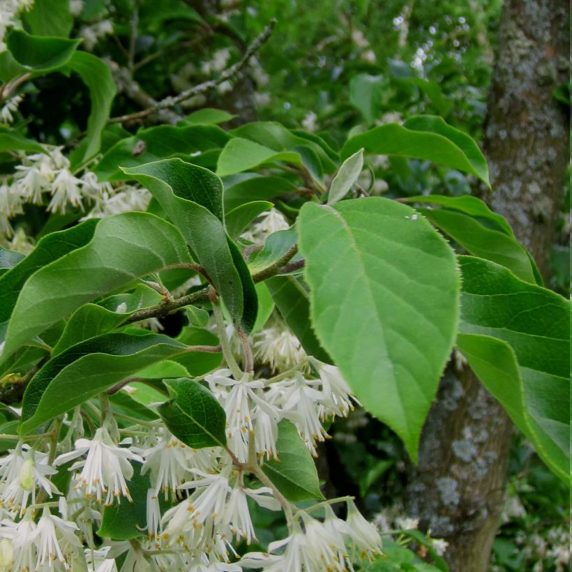 Pterostyrax corymbosa - Vleugelstorax (Foliage)