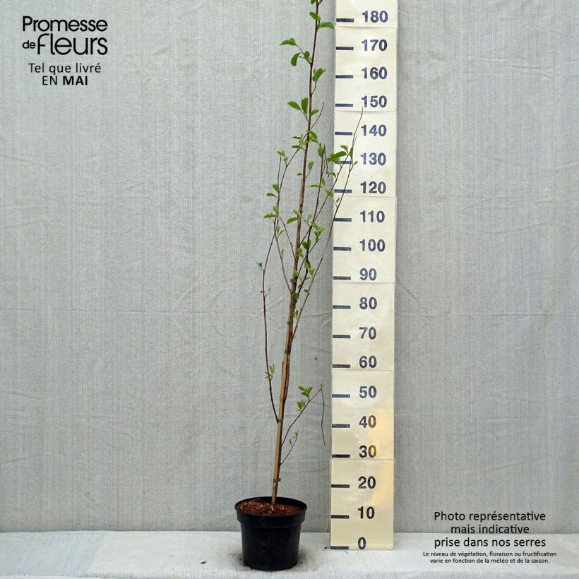 Exemplaar van Pterostyrax corymbosa - Vleugelstorax Pot van 3 l/4 l zoals geleverd in de lente