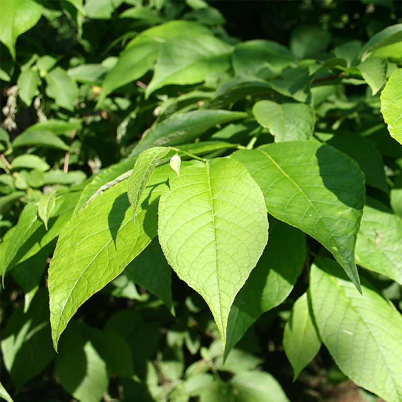 Pterostyrax hispida - Vleugelstorax (Foliage)
