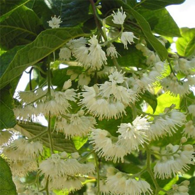 Pterostyrax hispida - Vleugelstorax (Flowering)