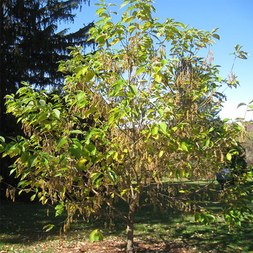 Pterostyrax hispida - Vleugelstorax (Plant habit)