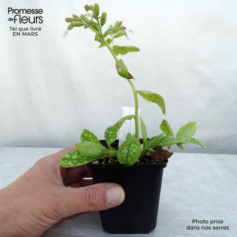 Example of Pulmonaire Ice Balle Kweekpotje van 8/9 cm as you get in hiver