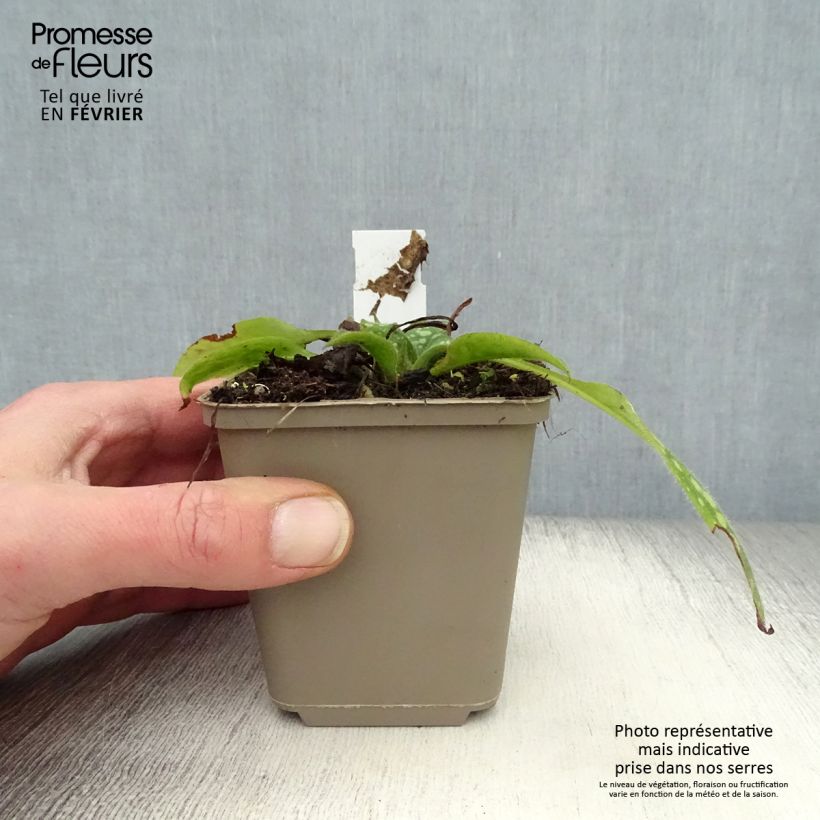 Example of Pulmonaire Shrimps on the Barbie Kweekpotje van 8/9 cm as you get in hiver