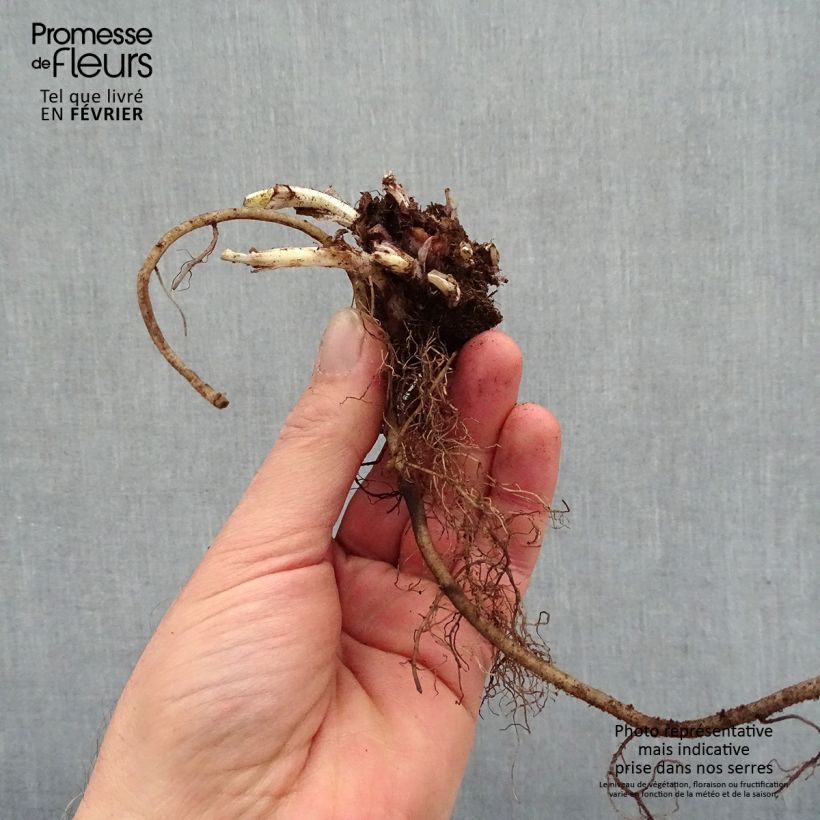 Example of Pulmonaire Silver Bouquet - Pulmonaria saccharata Naakte wortel as you get in hiver