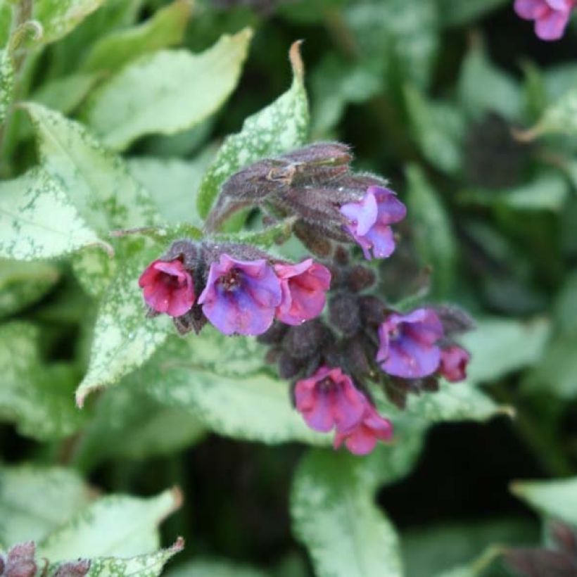 Pulmonaria Majesté - Longkruid (Flowering)