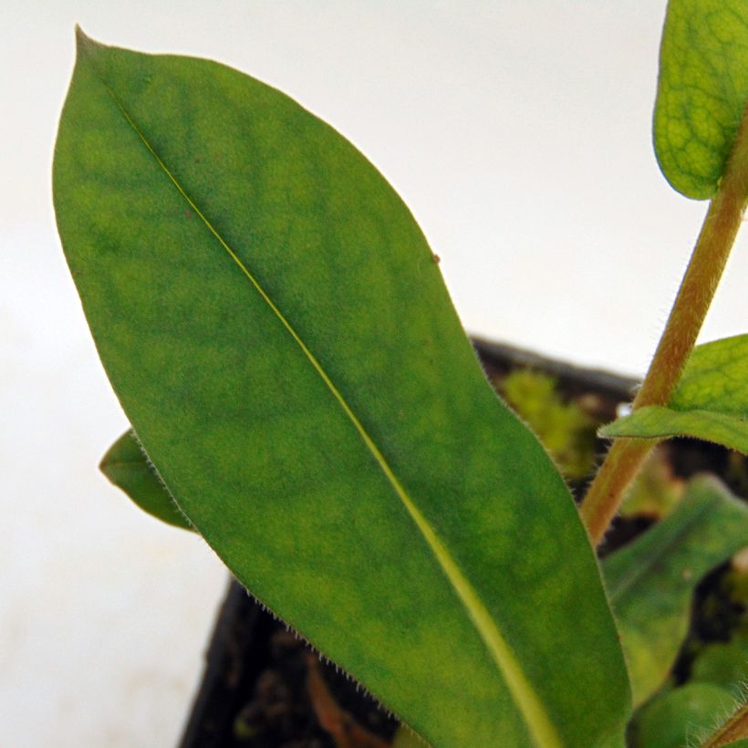 Pulmonaria Blue Ensign - Longkruid (Foliage)