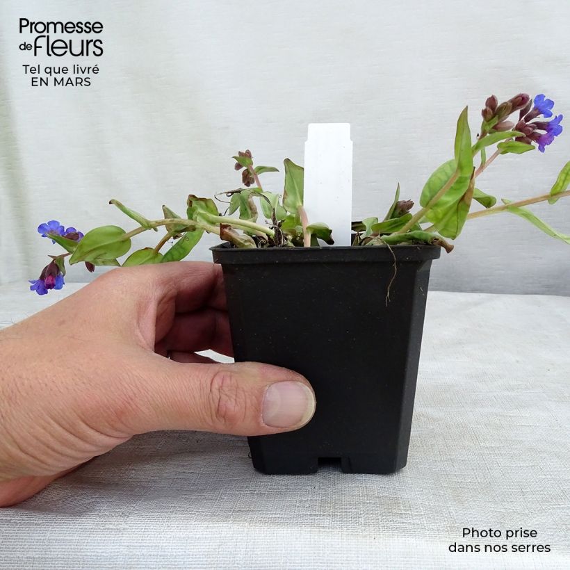 Exemplaar van Pulmonaria Blue Ensign - Longkruid Kweekpotje van 8/9 cm zoals geleverd in de lente