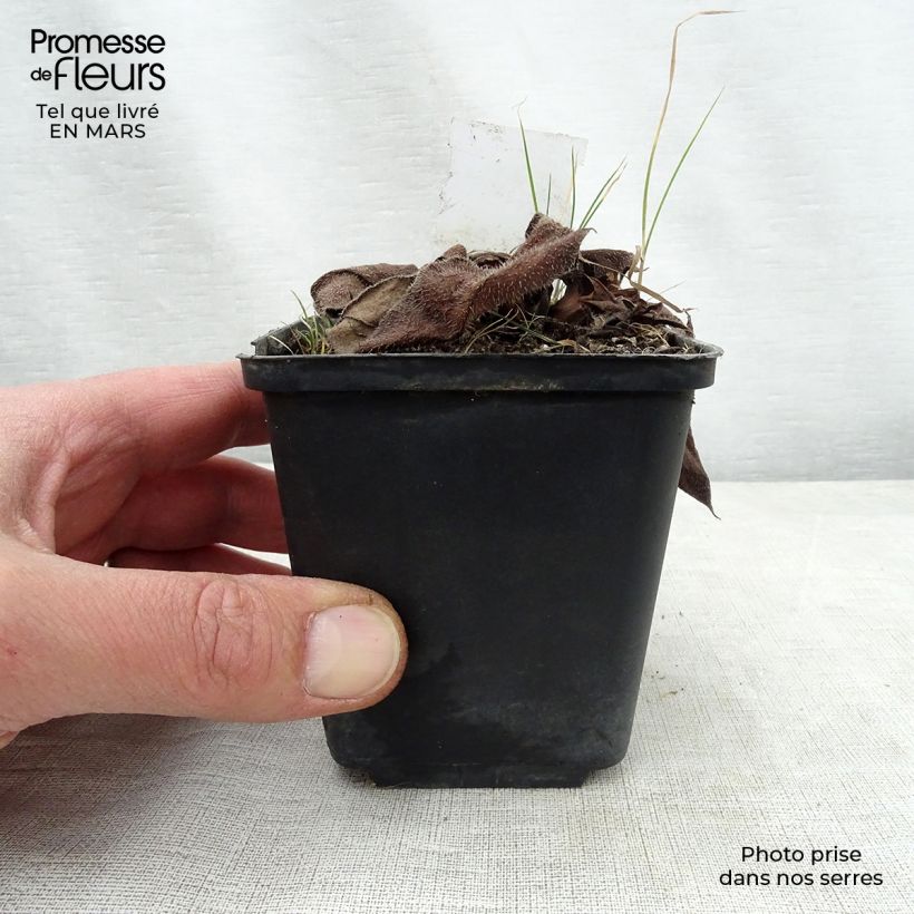 Exemplaar van Pulmonaria Diane Clare - Longkruid Kweekpotje van 8/9 cm zoals geleverd in de lente