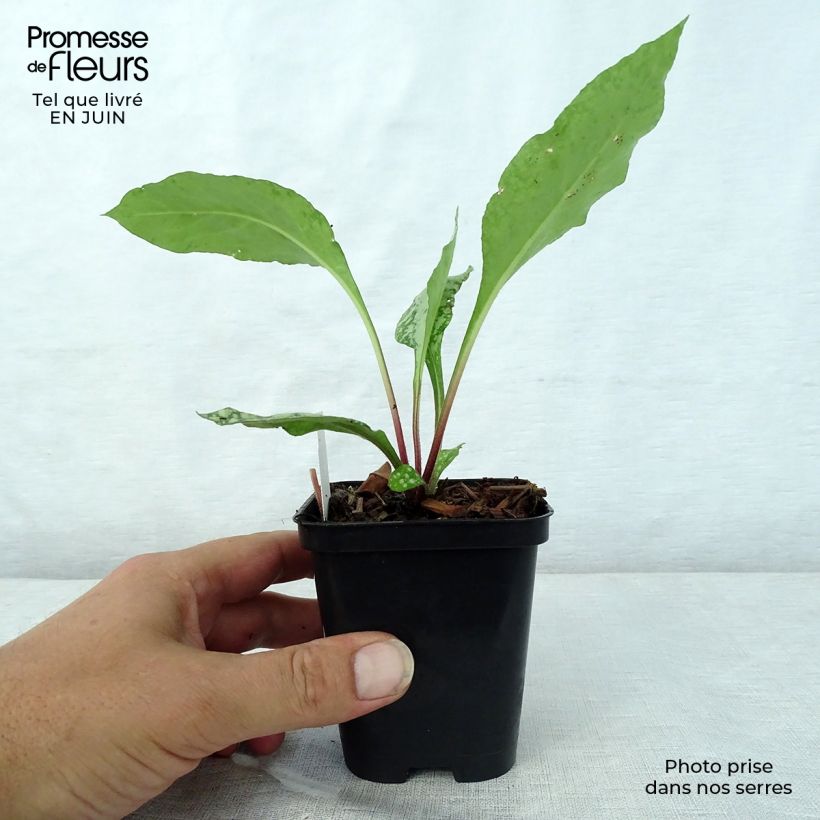 Exemplaar van Pulmonaria Diane Clare - Longkruid Kweekpotje van 8/9 cm zoals geleverd in de zomer