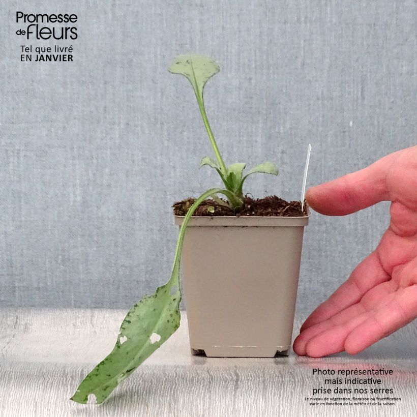 Example of Pulmonaire hybride - Pulmonaria Diane Clare Kweekpotje van 8/9 cm as you get in hiver