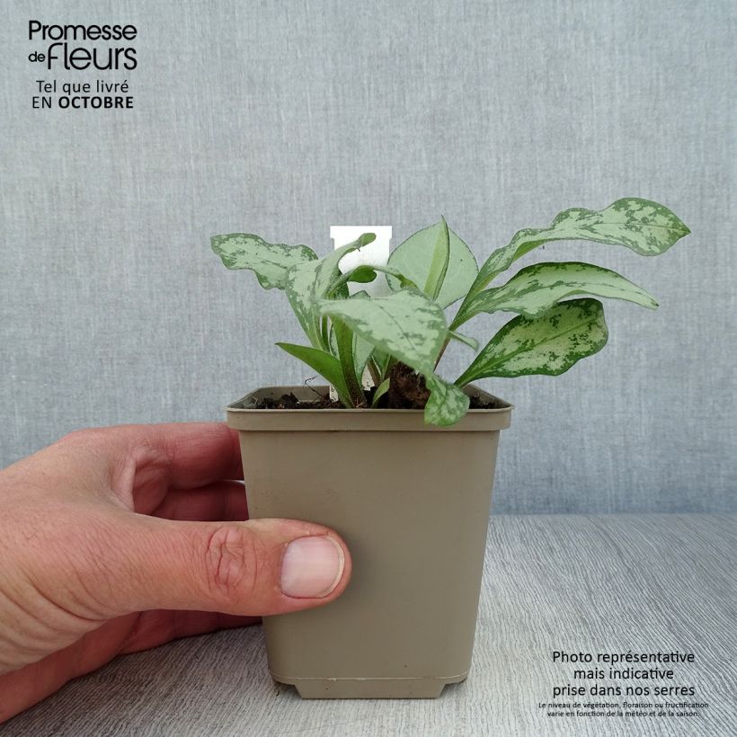 Exemplaar van Pulmonaria Majesté - Longkruid Kweekpotje van 8/9 cm zoals geleverd in de herfst