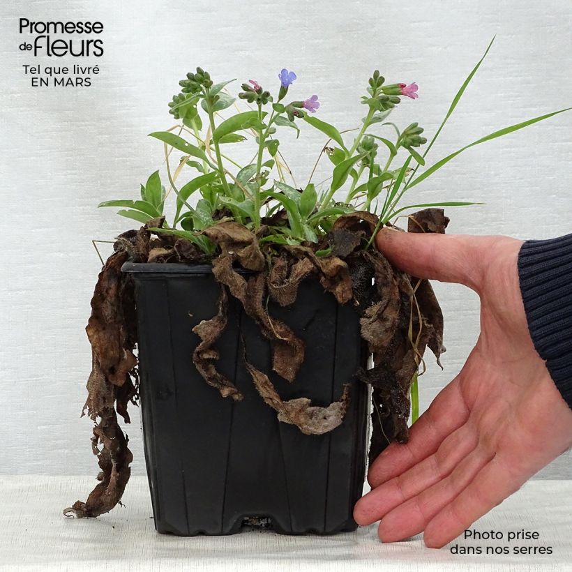 Exemplaar van Pulmonaria Majesté - Longkruid Pot van 2 l/3 l zoals geleverd in de lente