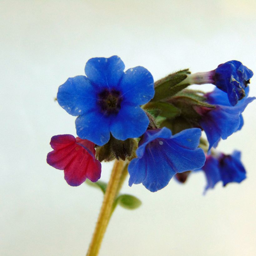 Pulmonaria Margery Fish - Longkruid (Bloei)