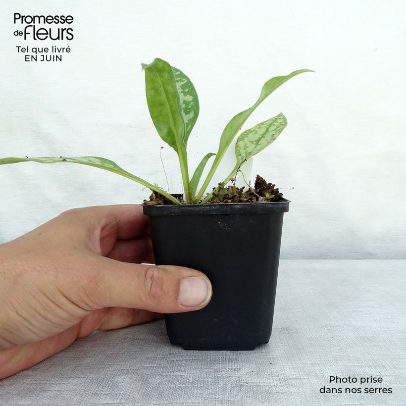 Exemplaar van Pulmonaria Opal - Longkruid Kweekpotje van 8/9 cm zoals geleverd in de zomer