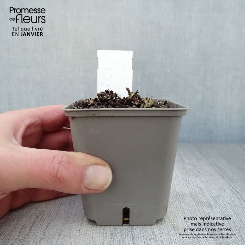 Example of Pulmonaria Opal - Longkruid Kweekpotje van 8/9 cm as you get in hiver