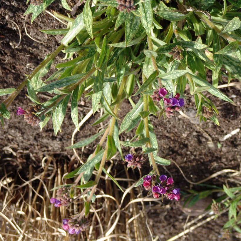 Pulmonaria Raspberry Splash - Longkruid (Groeiplaats)
