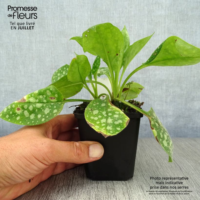 Exemplaar van Pulmonaria Sissinghurst White - Longkruid Kweekpotje van 8/9 cm zoals geleverd in de zomer