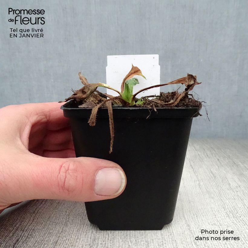 Example of Pulmonaire hybride - Pulmonaria Sissinghurst White Kweekpotje van 8/9 cm as you get in hiver