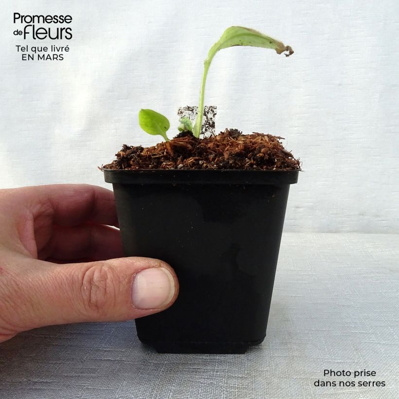 Exemplaar van Pulmonaria Victorian Brooch - Longkruid Kweekpotje van 8/9 cm zoals geleverd in de lente