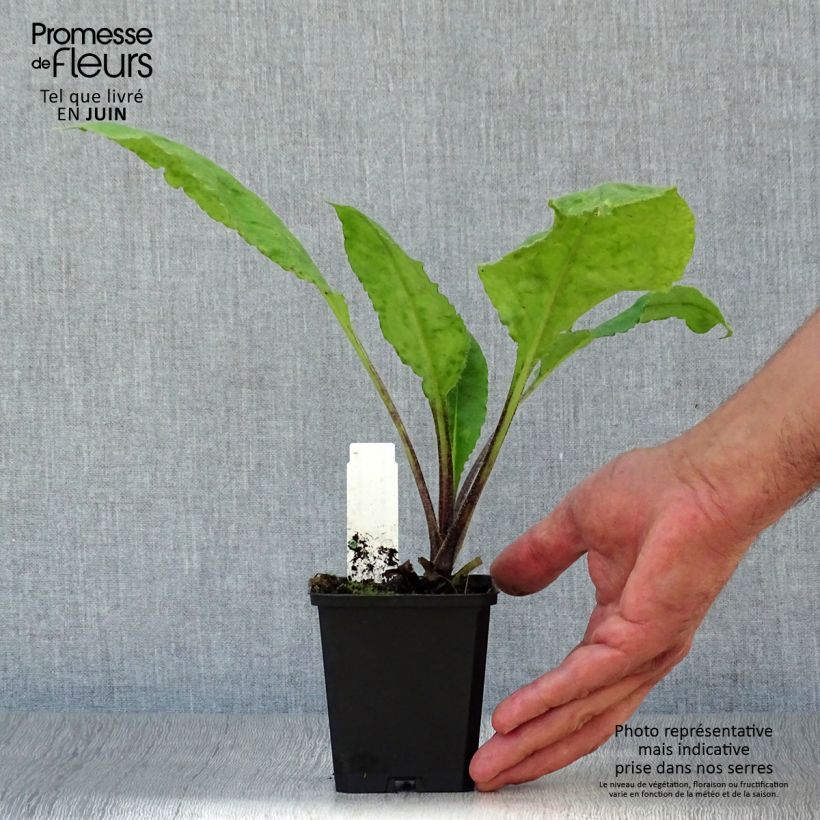 Exemplaar van Pulmonaria rubra - Longkruid Kweekpotje van 8/9 cm zoals geleverd in de zomer