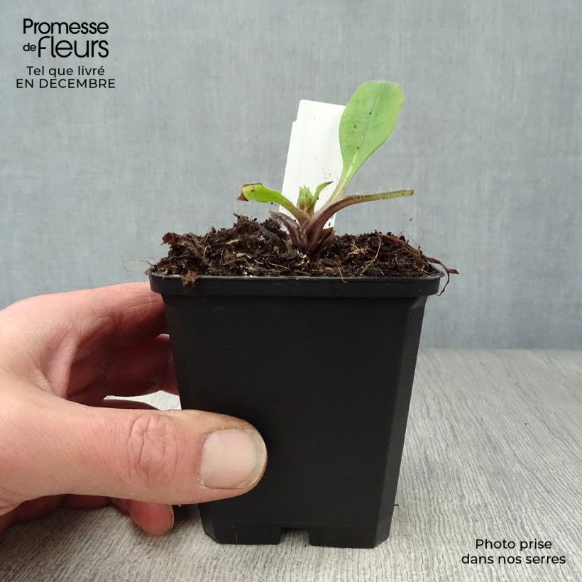 Example of Pulmonaria rubra - Longkruid Kweekpotje van 8/9 cm as you get in hiver