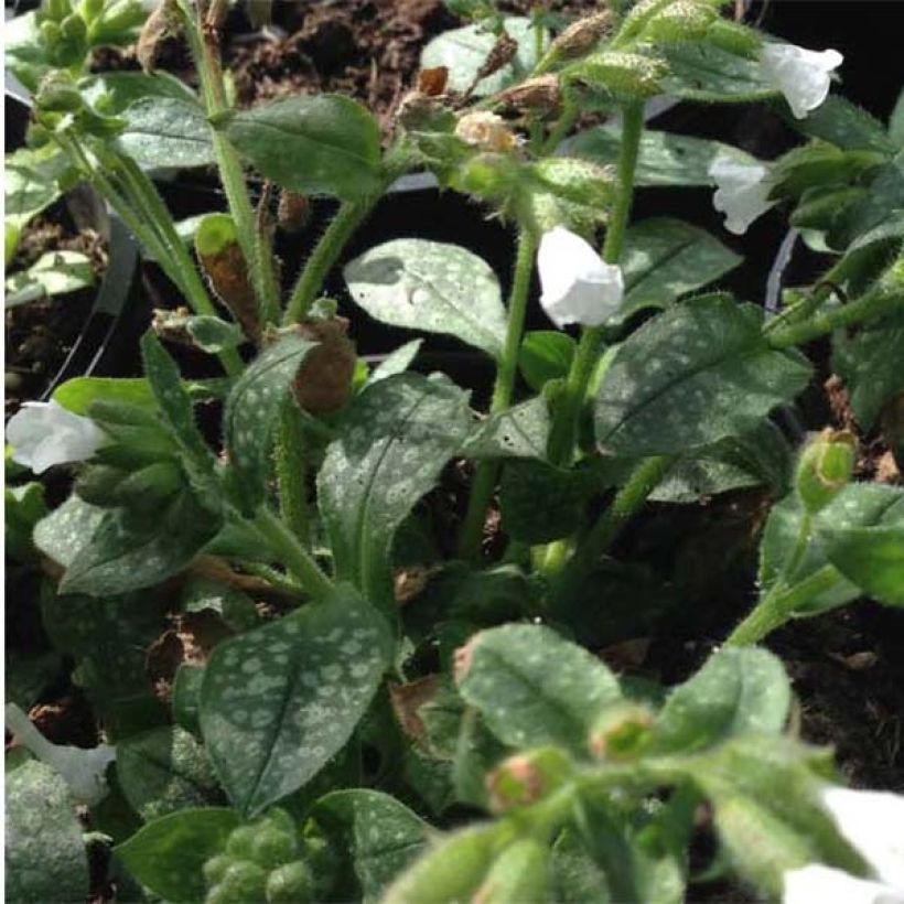Pulmonaria Ice Ballet - Longkruid (Foliage)
