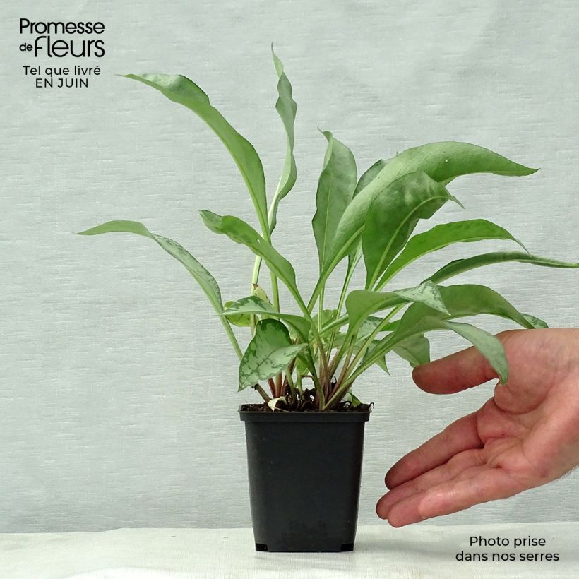 Exemplaar van Pulmonaria Samourai - Longkruid Kweekpotje van 8/9 cm zoals geleverd in de zomer