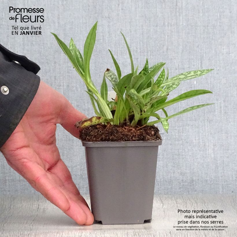 Example of Pulmonaria longifolia E.B Anderson - Pulmonaire à longues feuilles Kweekpotje van 8/9 cm as you get in hiver