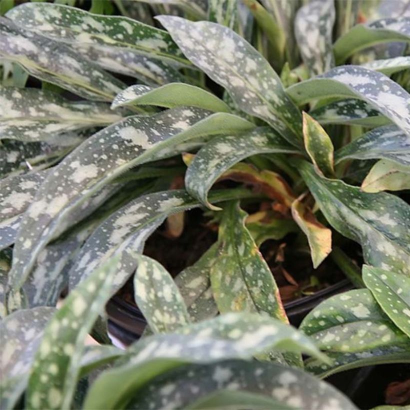 Pulmonaria longifolia E.B Anderson - Longkruid (Foliage)