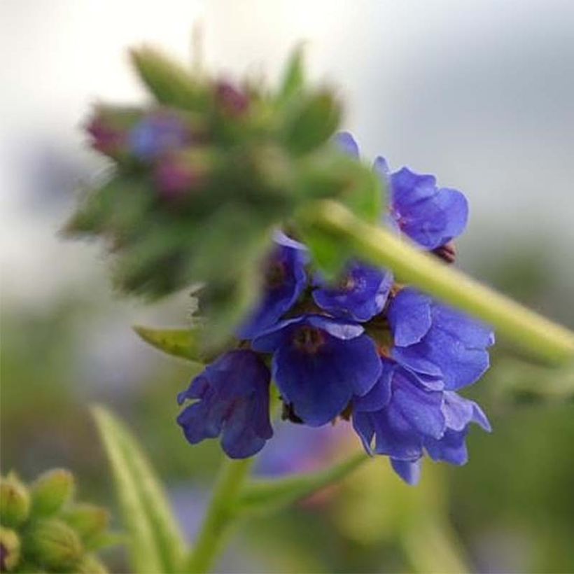 Pulmonaria longifolia E.B Anderson - Longkruid (Flowering)
