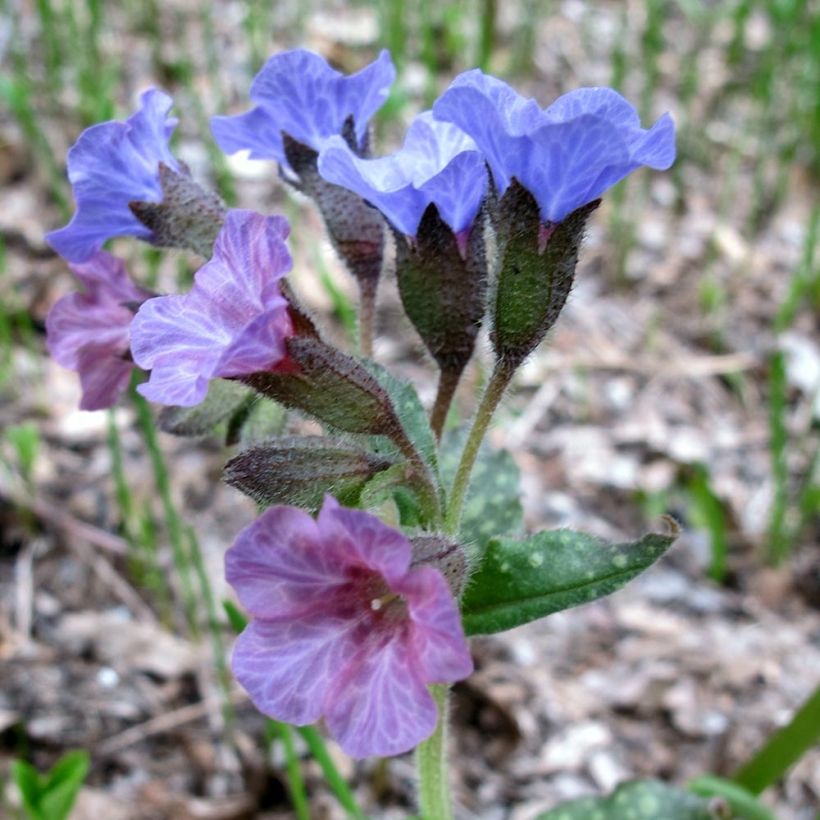 Pulmonaria officinalis - Gevlekt longkruid (Flowering)