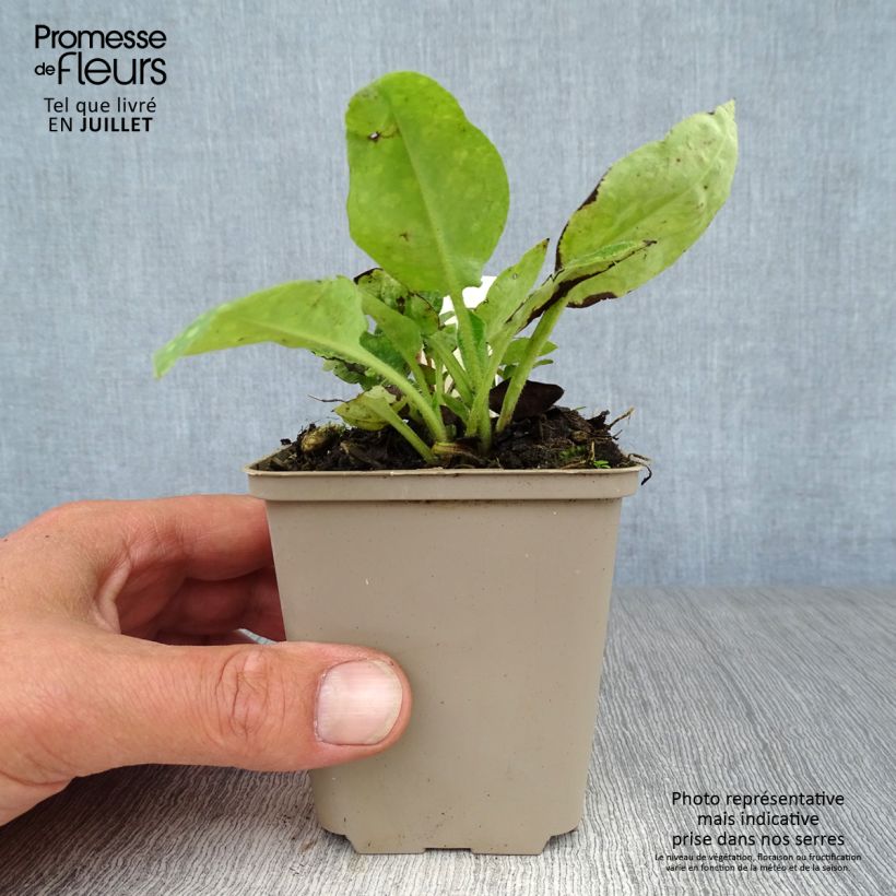 Exemplaar van Pulmonaria officinalis - Gevlekt longkruid Kweekpotje van 8/9 cm zoals geleverd in de zomer