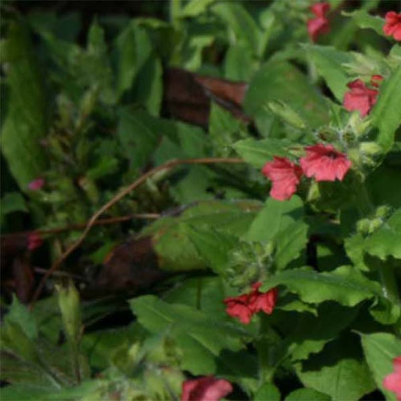 Pulmonaria rubra - Longkruid (Foliage)