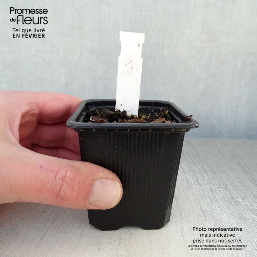 Example of Pulmonaria saccharata Mrs Moon - Pulmonaire Mrs Moon Kweekpotje van 8/9 cm as you get in hiver