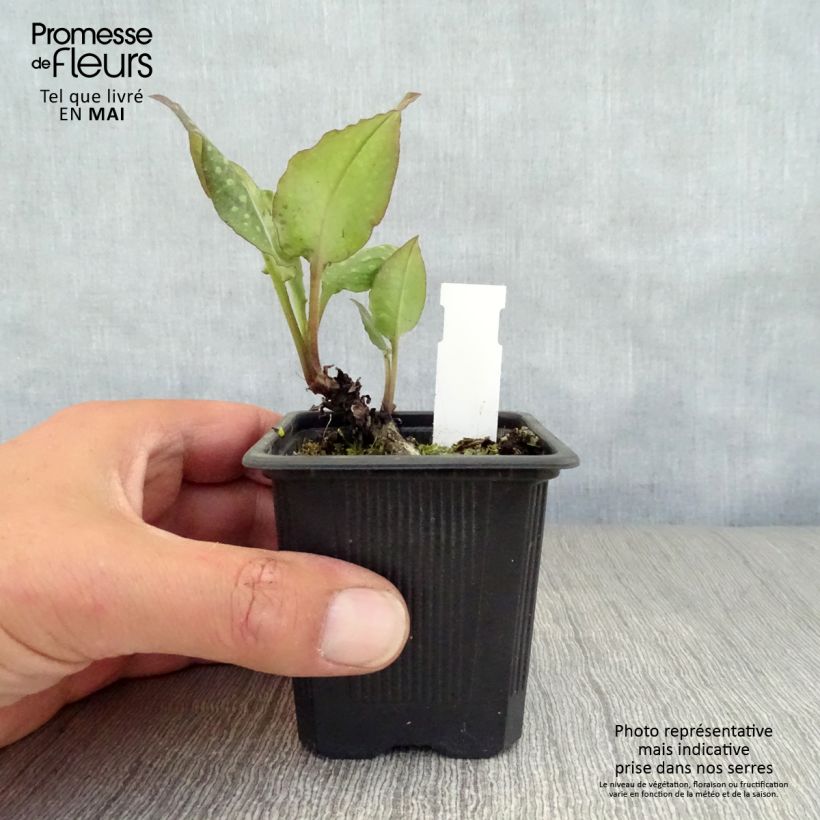 Exemplaar van Pulmonaria saccharata Mrs Moon - Longkruid Kweekpotje van 8/9 cm zoals geleverd in de lente