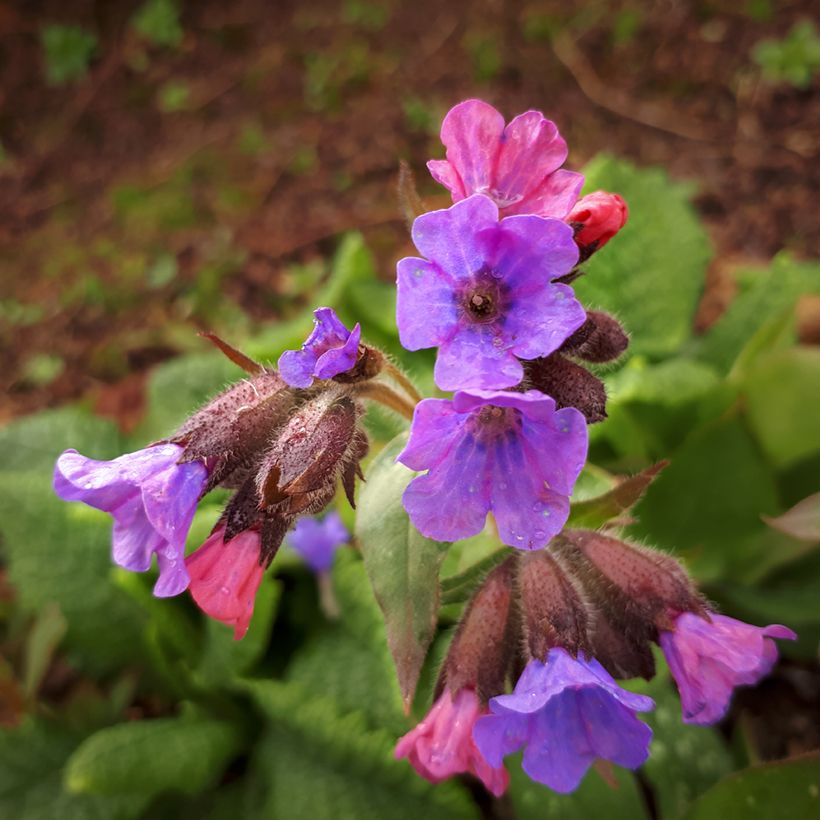 Pulmonaria saccharata Mrs Moon - Longkruid (Bloei)