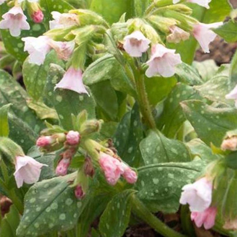 Pulmonaria saccharata Pierres Pure Pink - Gevlekt longkruid (Bloei)